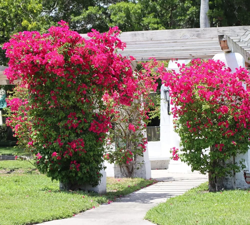 A path with bushes and flowers in the background.