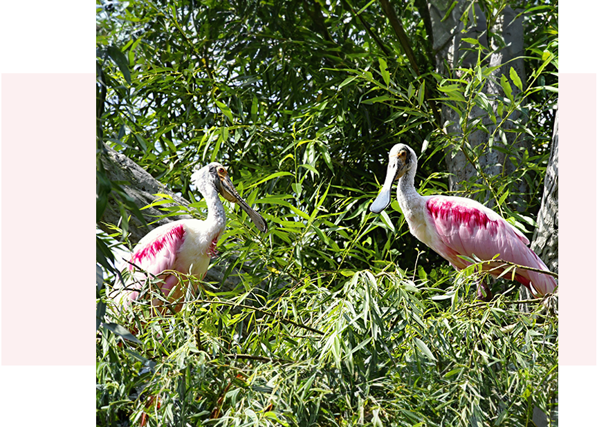 Two pink and white birds in a tree