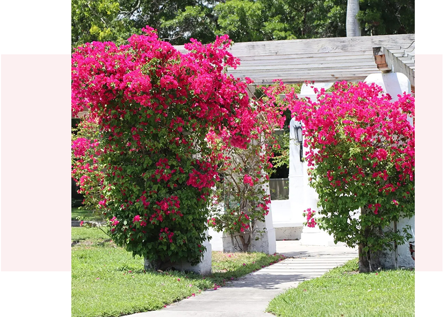 A garden with pink flowers and green grass.