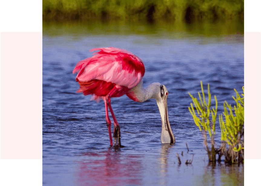 A pink flamingo standing in the water near some plants.