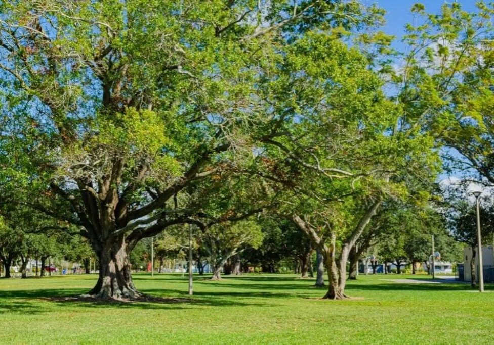 A park with many trees and grass